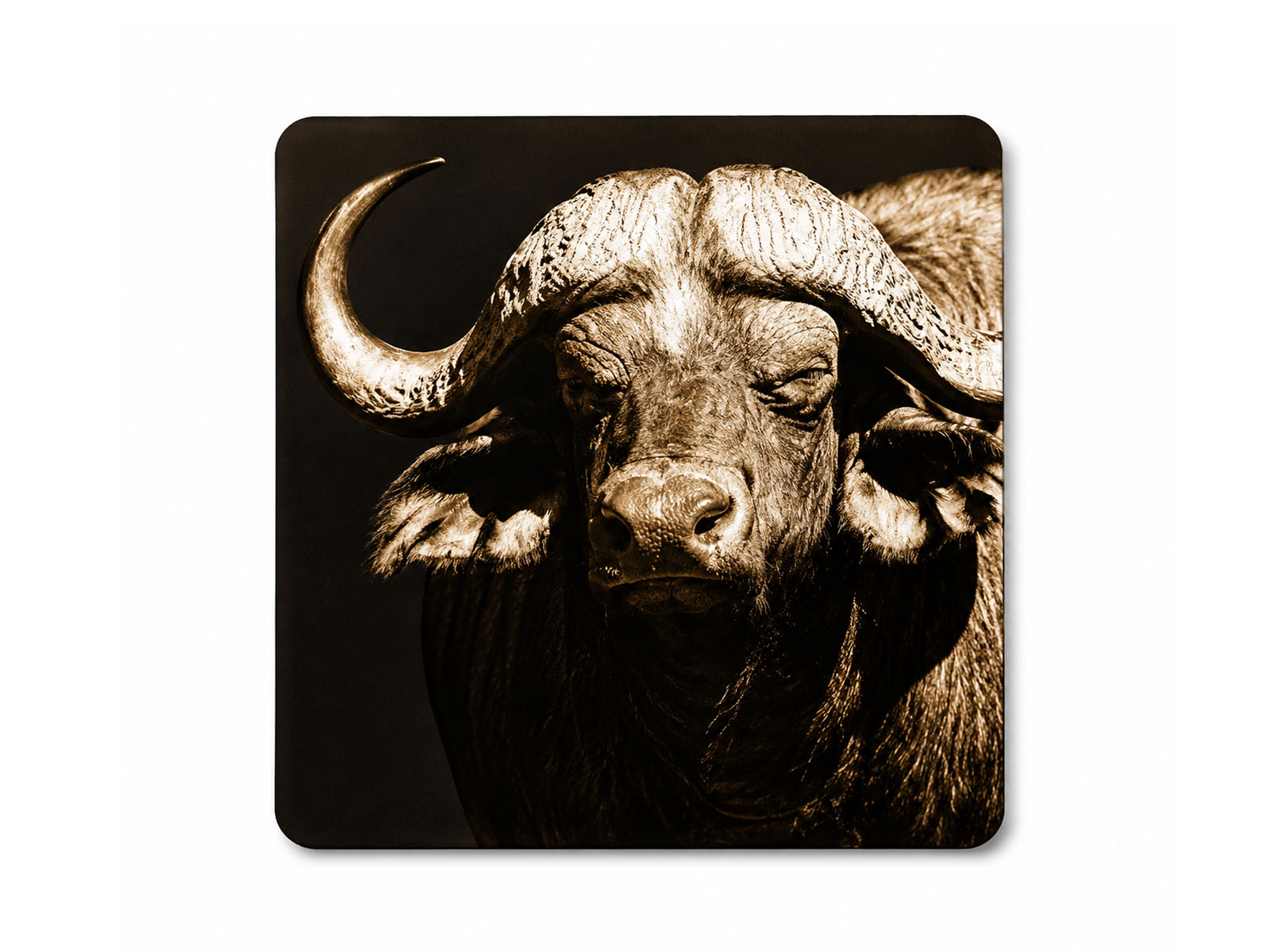 South African Big 5 Wildlife Neoprene Coasters (Set of 6)