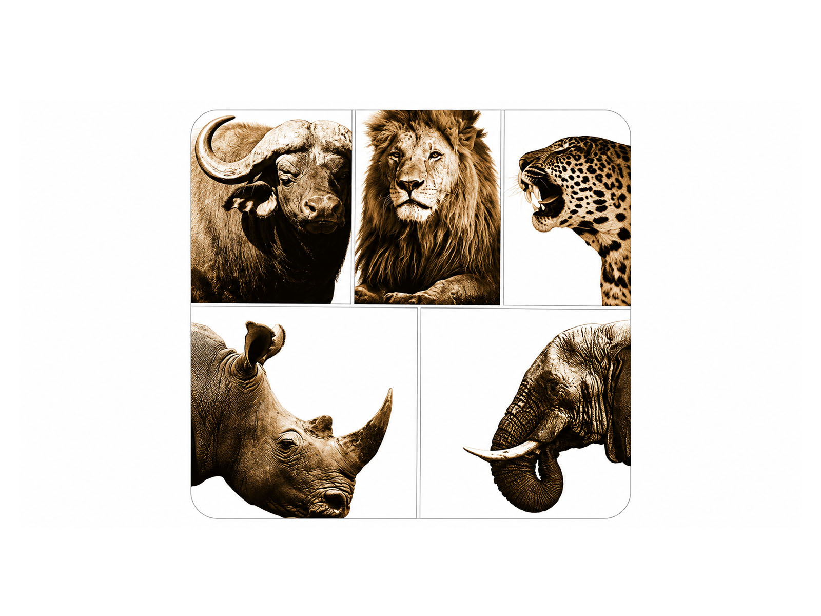 South African Big 5 Wildlife Neoprene Coasters (Set of 6)