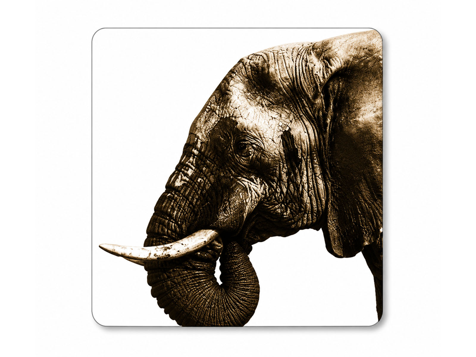 South African Big 5 Wildlife Neoprene Coasters (Set of 6)