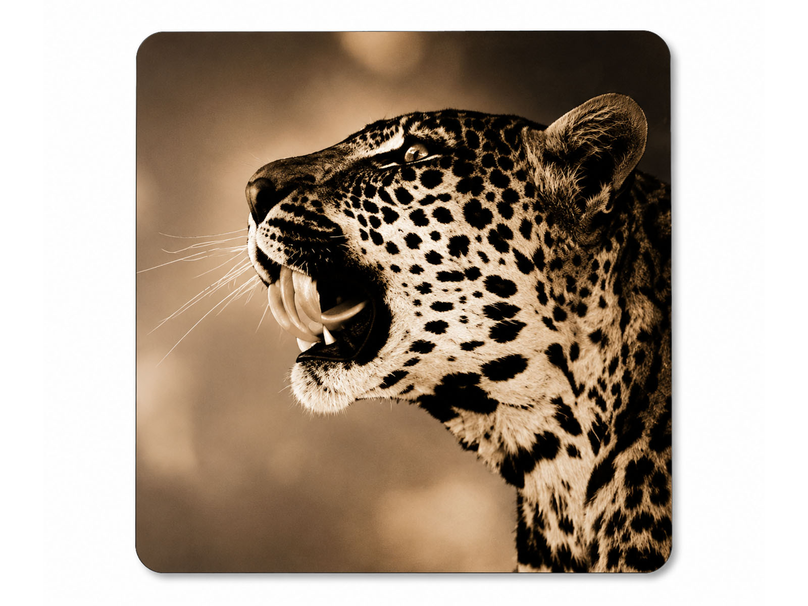 South African Big 5 Wildlife Neoprene Coasters (Set of 6)