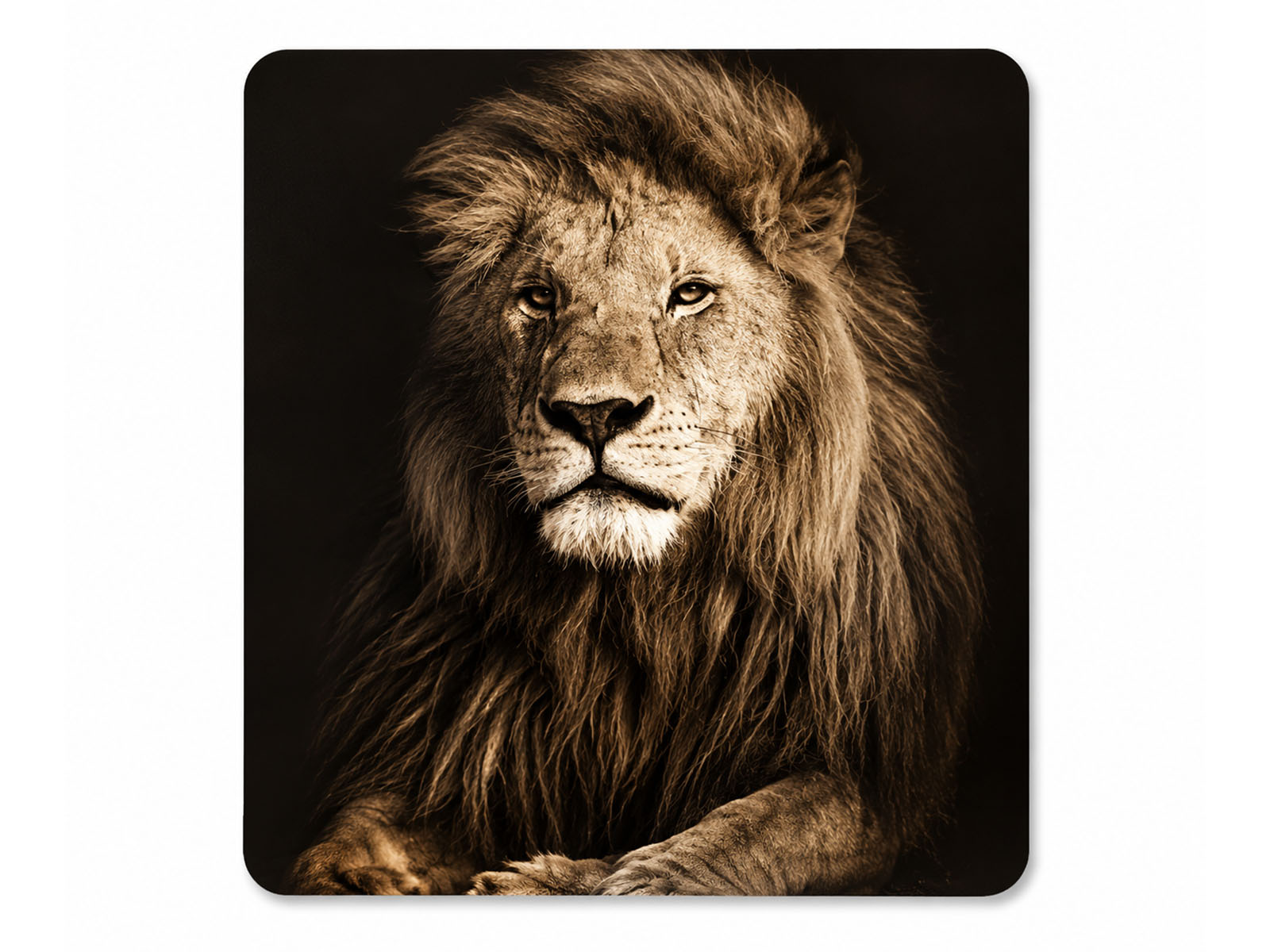 South African Big 5 Wildlife Neoprene Coasters (Set of 6)