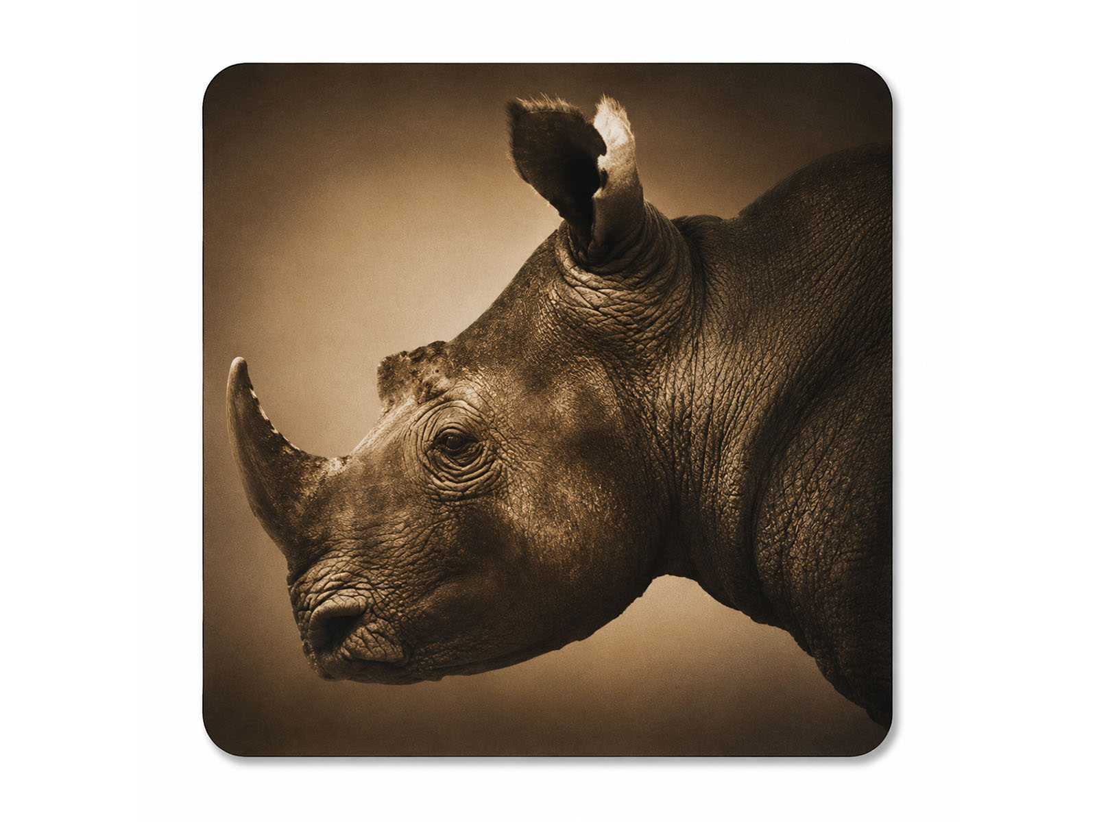 South African Big 5 Wildlife Neoprene Coasters (Set of 6)